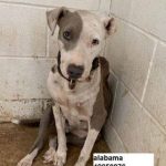 Alabama's Intake Photo