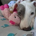 Alabama's and her snuggly toy!