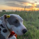 Alabama enjoying the sunset