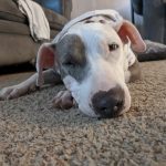 Alabama ready to take a snooze